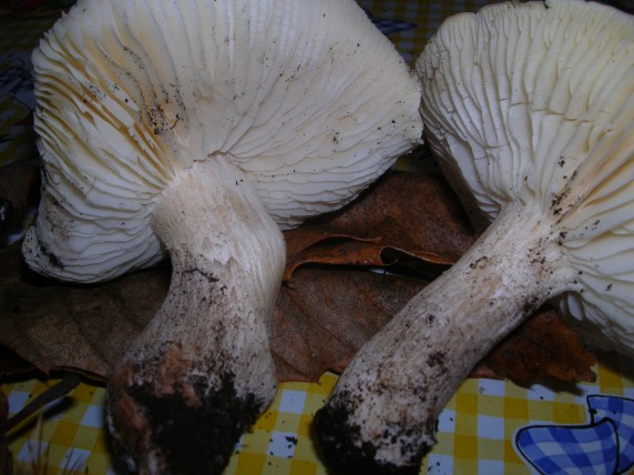 Funghi da determinare